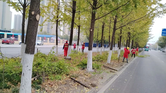 【im电竞置业集团】抢抓时节 精心养护 打造最美“银杏大道”